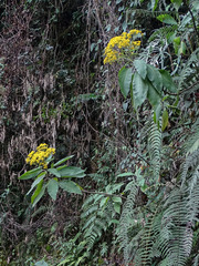 Dendrophorbium