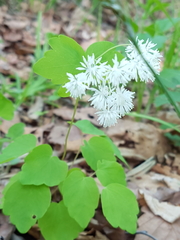 Thalictrum filamentosum