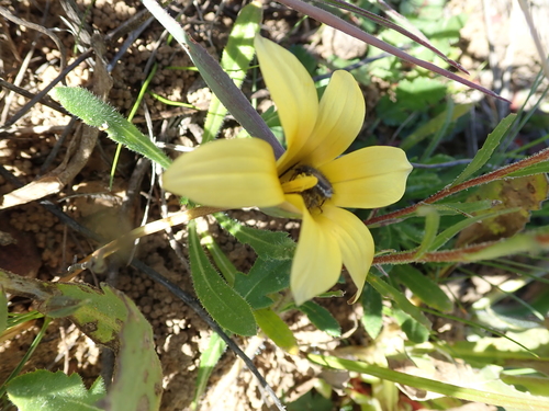 Image of Romulea montana by no rights reserved