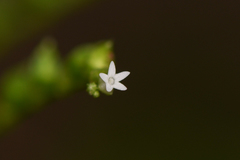Spigelia polystachya