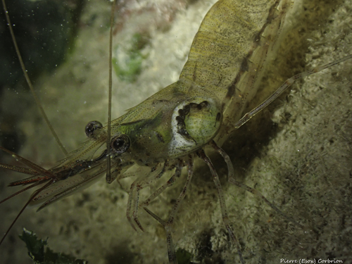 Representative image of Bopyrus crangorum