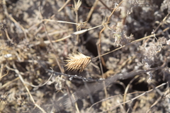 Eremopyrum orientale