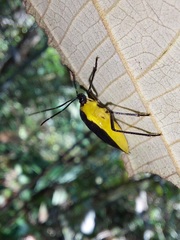 Rhyssocephala