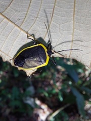Rhyssocephala