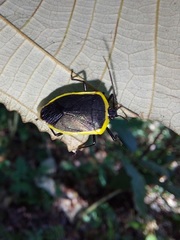 Rhyssocephala