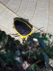 Rhyssocephala