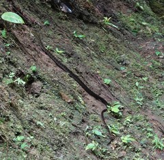 Dendrophidion clarkii