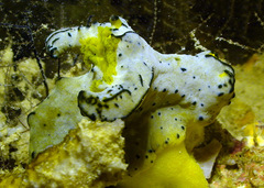 Notodoris serenae