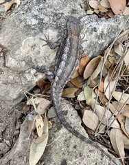 Sceloporus olivaceus