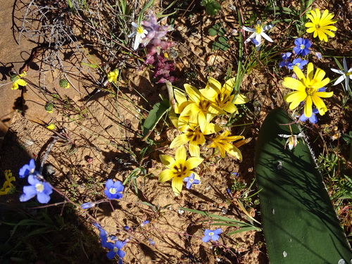 Image of Romulea montana by no rights reserved