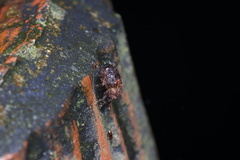 Colobodes ornatus