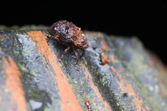 Colobodes ornatus