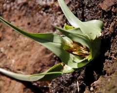 Colchicum longipes