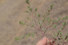 Euphorbia humifusa