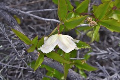 Clematis mauritiana