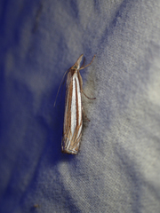 Crambus laqueatellus