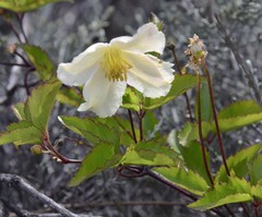 Clematis mauritiana