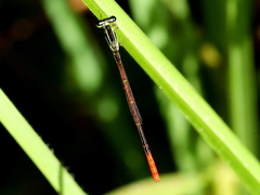 Agriocnemis falcifera