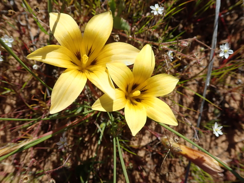 Image of Romulea montana by no rights reserved