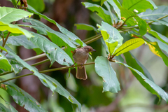 Pycnonotus brunneus
