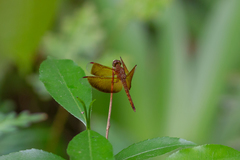 Neurothemis fluctuans