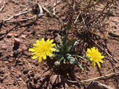 Malacothrix fendleri