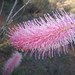 Grevillea petrophiloides petrophilodes - Photo (c) Anneke Jonker, some rights reserved (CC BY-NC), uploaded by Anneke Jonker