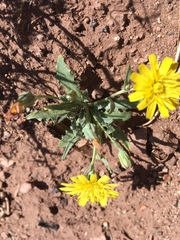 Malacothrix fendleri