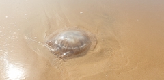 Dactyliophorae