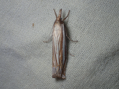 Crambus laqueatellus