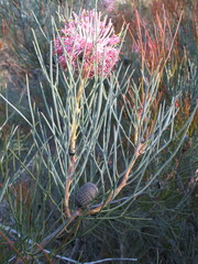Isopogon scabriusculus