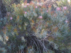 Isopogon scabriusculus