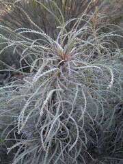 Banksia bella