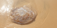 Dactyliophorae