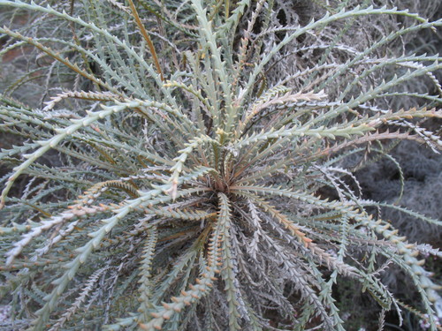 Wongan Dryandra (Banksia bella)