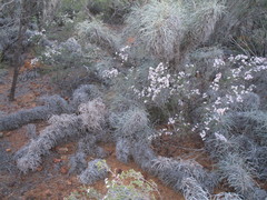 Banksia bella