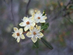 Phebalium brachycalyx