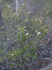 Phebalium brachycalyx