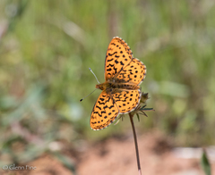 Boloria epithore