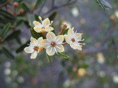 Phebalium brachycalyx