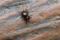 Sinocymbachus humerosus