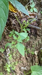 Spigelia polystachya