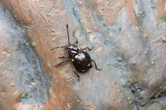 Sinocymbachus humerosus