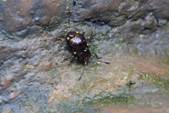 Sinocymbachus humerosus