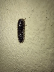 Lagria villosa