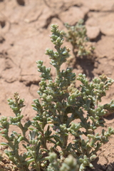 Petrosimonia oppositifolia