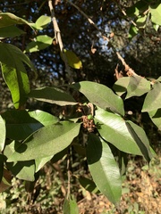 Sideroxylon cartilagineum