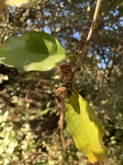 Sideroxylon cartilagineum