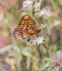 Boloria epithore