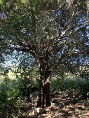 Sideroxylon cartilagineum